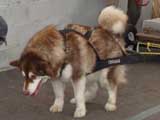 Canine Weight Pull