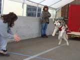 Canine Weight Pull