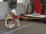 Canine Weight Pull