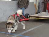 Canine Weight Pull
