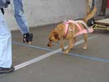 Canine Weight Pull