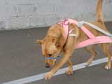 Canine Weight Pull