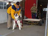Canine Weight Pull