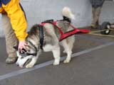 Canine Weight Pull