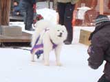 Canine Weight Pull