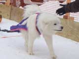 Canine Weight Pull
