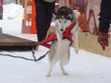Canine Weight Pull