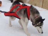 Canine Weight Pull