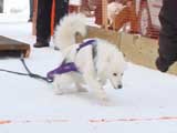 Canine Weight Pull