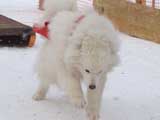 Canine Weight Pull