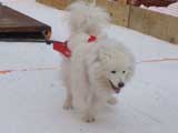 Canine Weight Pull