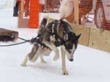 Canine Weight Pull