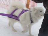 Canine Weight Pull