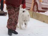 Canine Weight Pull