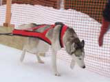 Canine Weight Pull