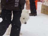 Canine Weight Pull