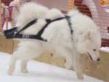 Canine Weight Pull