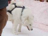Canine Weight Pull