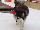 Canine Weight Pull