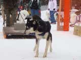 Canine Weight Pull