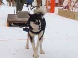 Canine Weight Pull