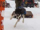 Canine Weight Pull
