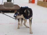 Canine Weight Pull