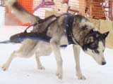 Canine Weight Pull