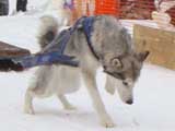 Canine Weight Pull