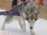 Canine Weight Pull