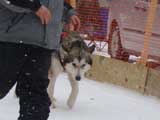 Canine Weight Pull