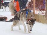 Canine Weight Pull