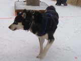 Canine Weight Pull