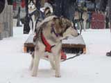 Canine Weight Pull