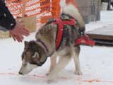 Canine Weight Pull