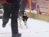 Canine Weight Pull