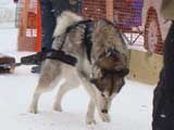 Canine Weight Pull