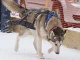 Canine Weight Pull