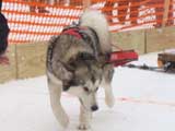 Canine Weight Pull