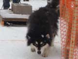 Canine Weight Pull