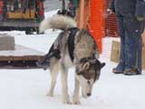 Canine Weight Pull