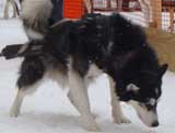 Canine Weight Pull