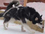 Canine Weight Pull