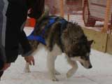 Canine Weight Pull
