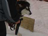 Canine Weight Pull
