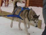 Canine Weight Pull