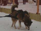 Canine Weight Pull