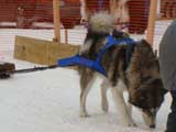 Canine Weight Pull
