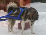 Canine Weight Pull