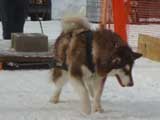 Canine Weight Pull